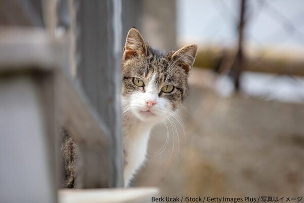 【芸能】男性アナ、猫にマイク向けたらまさかの“ハプニング”　「大変なことに…」と注意喚起