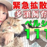 【芸能】中川翔子、「猫111頭を助けて」多頭飼育崩壊現場から緊急の呼びかけ　里親、一時預かり、ボランティア、物資支援などを募集