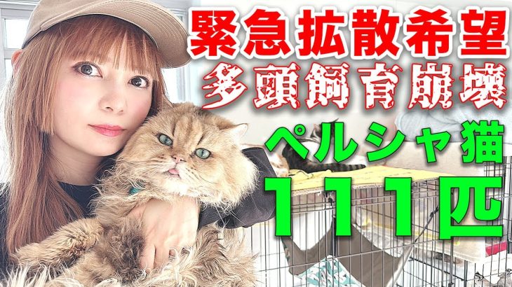 【芸能】中川翔子、「猫111頭を助けて」多頭飼育崩壊現場から緊急の呼びかけ　里親、一時預かり、ボランティア、物資支援などを募集