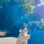 【芸能】”女神様だったんだ！！”益若つばさ、明治神宮での奇跡の写真にファン騒然「神様からのご褒美ですね」