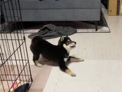 【社会】「犬との遊び方これでいいんだっけ？」300万再生された光景が、電車で見たら終わる　「おなか痛いwwww」「楽しいならOKです！」