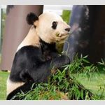 和歌山のアドベンチャーワールドが誇るパンダ永明の軌跡と偉業 16頭の子