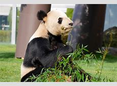 和歌山のアドベンチャーワールドが誇るパンダ永明の軌跡と偉業 16頭の子