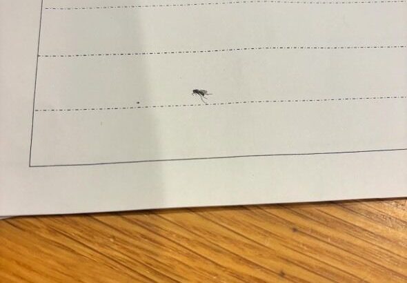 【社会】これひょっとして、印刷されちゃってる？　学校から配布されたプリントが悲哀「合掌」「ある意味貴重」