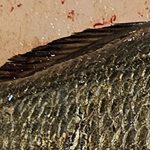 【社会】釣ったクロダイをさばいたら……「えっ」　中から出てきた“謎の物体”に1900万表示の衝撃「そんなことあるんやw」