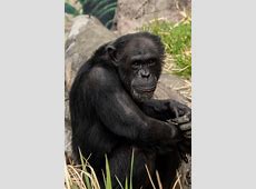 【話題】「ゴリラ1頭vs人間100人」勝つのはどっち？　専門家が導き出した結論とは　米