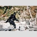 【東スポ】米ニューハンプシャー州の小川でビッグフットらしき生き物が撮影される