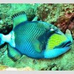 【沖縄】人も襲う“凶暴な魚”がSNSで話題…ゴマモンガラに注意　太い歯が特徴　/国頭村