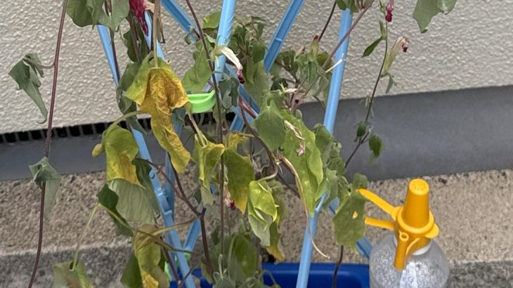 【東京】夏休みが暑すぎて、「アサガオ観察」宿題の難易度が爆上がり　種がつかない、枯れる……(岡田有花氏)