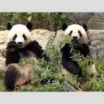 パンダ不在の日本、上野動物園の新たな挑戦