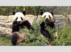 パンダ不在の日本、上野動物園の新たな挑戦