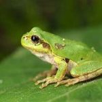 【研究】がんを死滅させる細菌、アマガエルから発見　注射１回で腸の腫瘍完治　特効薬となる可能性 